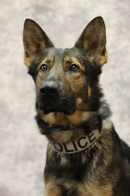 Police Canine Thor