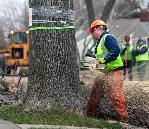 Ash Tree Removal