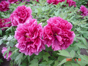 Peony2