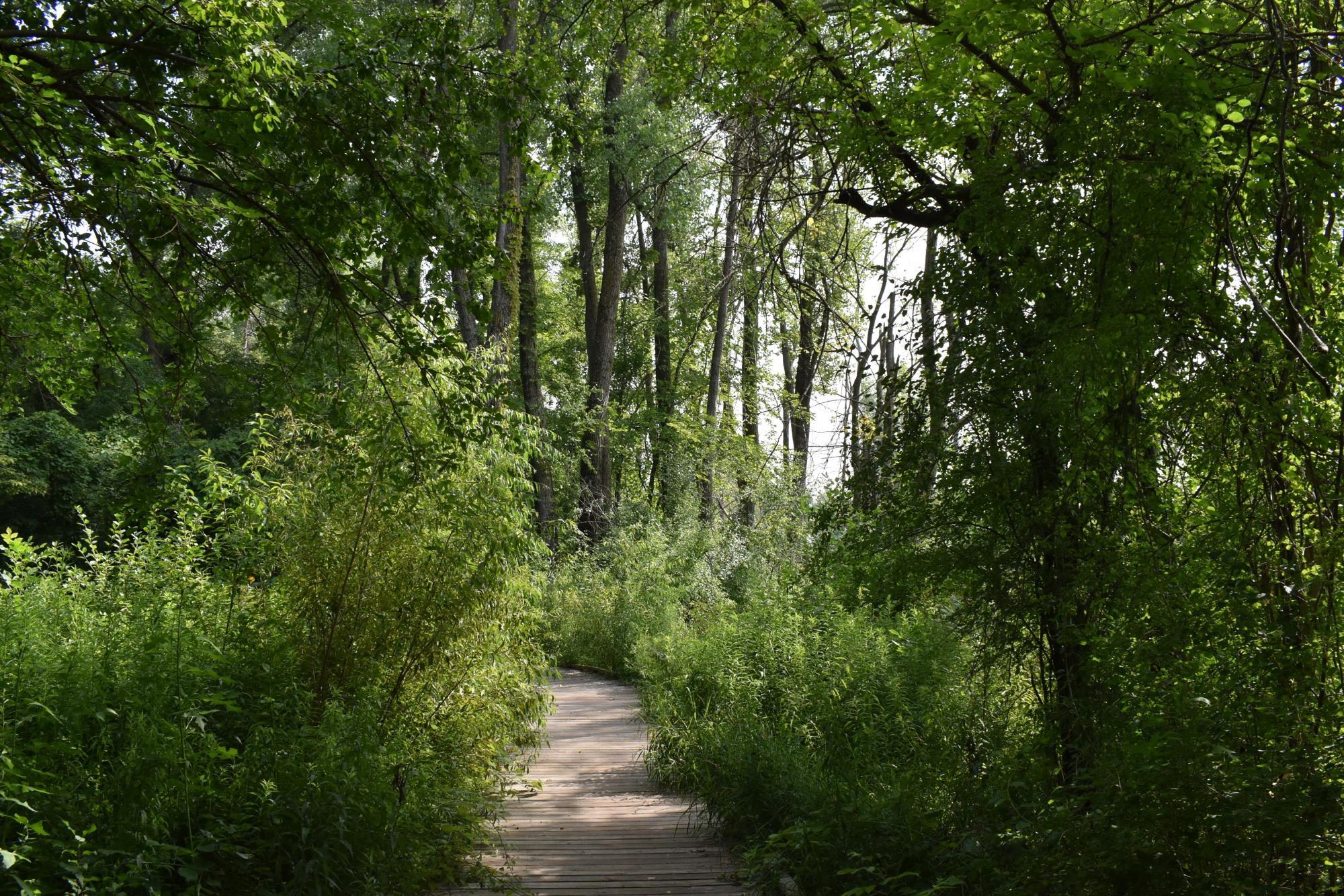 Chad Erickson Boardwalk