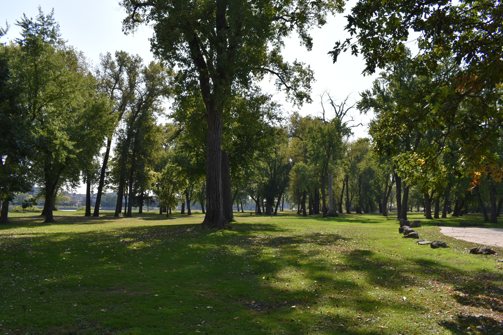 Pettibone Trees